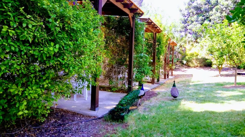 Kibbutz Tiratzvi - Country Lodging - Image 1