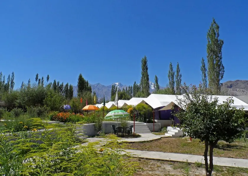 Tiger Camp - Image 1
