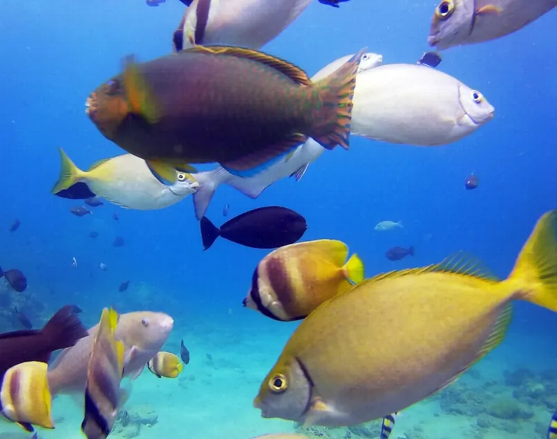 Dive and Trek Resort & Marine Sanctuary - Image 1