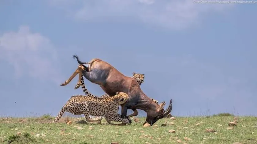 Mara Enkajiang Tented Camp - Image 1