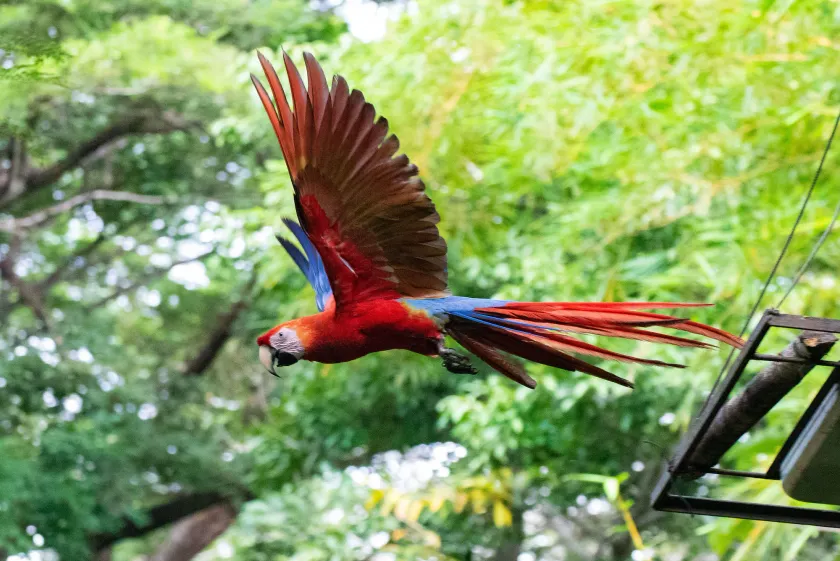 Jungle Lodge at Wild Sun Rescue Center - Image 1