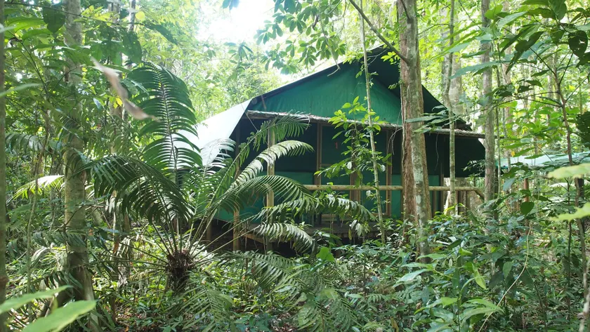 Daintree Crocodylus - Image 1
