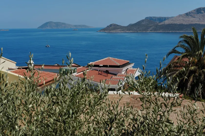 Kaktus Ada - Image 1