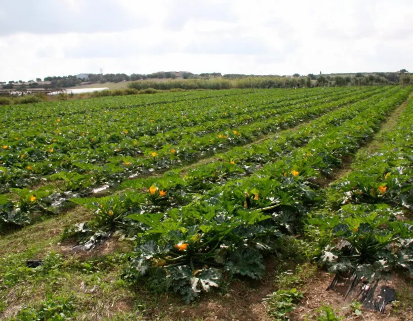 Agriturismo Agrimaccari Marzamemi-Vendicari - Esperienza autentica siciliana - Image 1