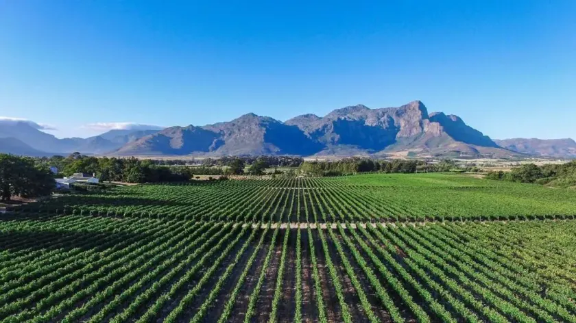 Lynx Wine Estate - Image 1