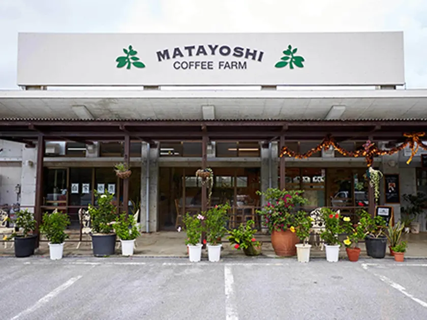 Matayoshi Coffee Farm - Image 1
