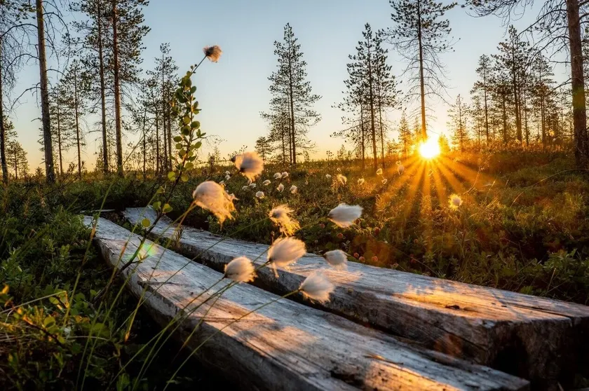 Metsä Kolo - Image 1