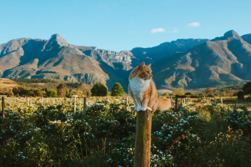 Wildebraam Berry Estate - Image 1