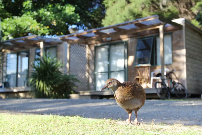Russell-Orongo Bay Holiday Park - Image 1