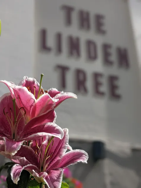 The Linden Tree - Image 1