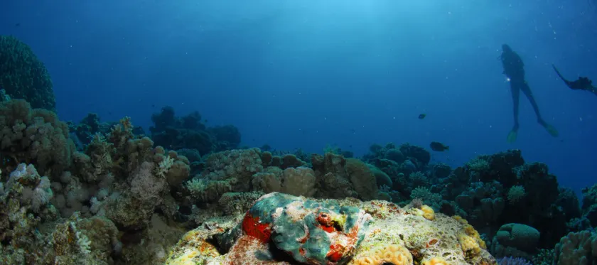 Aqaba Adventure Divers Resort & Dive Center - Image 1