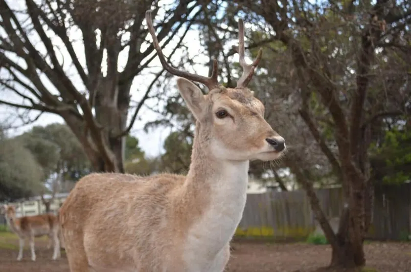 Deer Park Motor Inn Armidale - Image 1