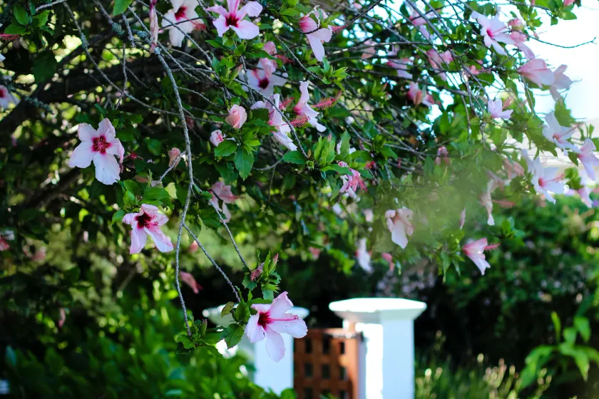 Whispering Oaks Guest House - Image 1