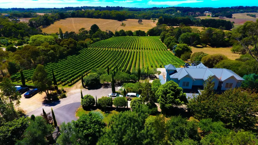 Morning Sun Vineyard - Image 1