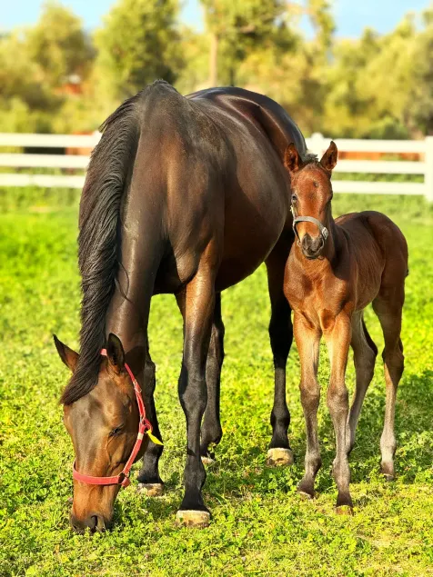 Emirsoy Harası - Image 1