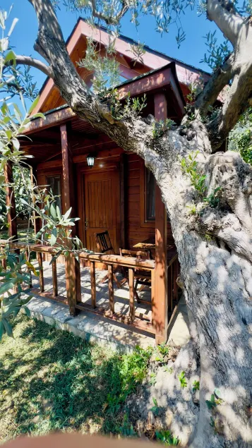 Yelkovan Zeytin Evi - Image 1