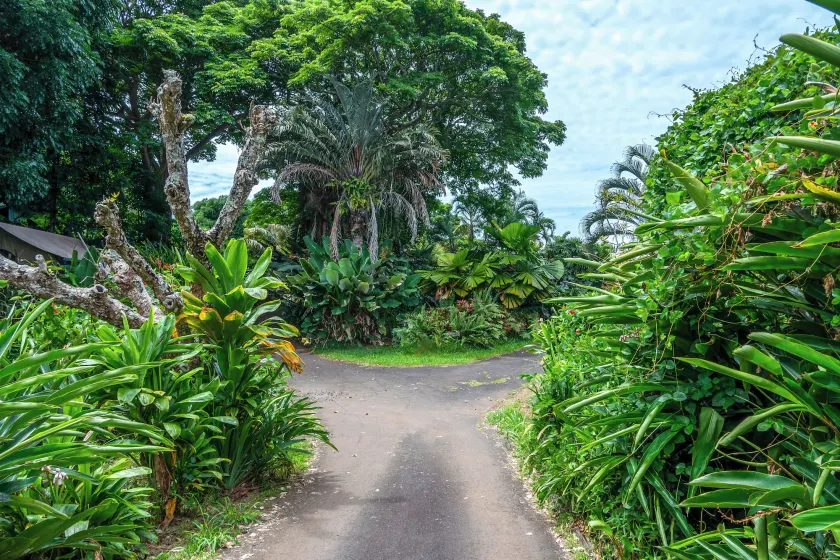 Retiro de la granja de Gingerhill. Comuna con la naturaleza en el sur de Kona. - Image 1