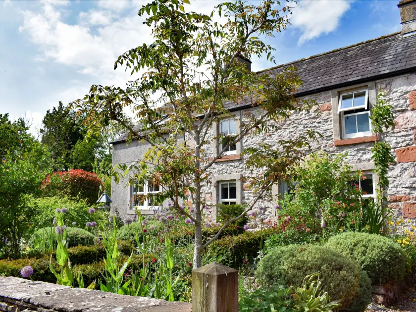 Yew Tree - Image 1