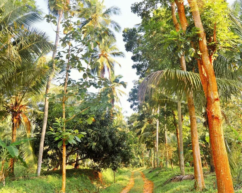 The Tree - Image 1
