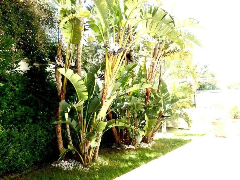 Gallipoli Sea Garden - Image 1
