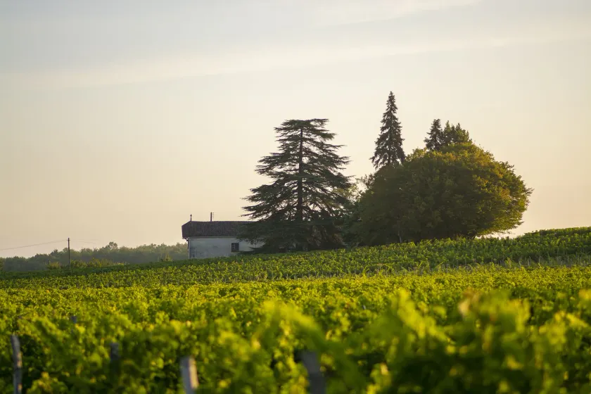 Vandenbeld Wines B&B - Image 1