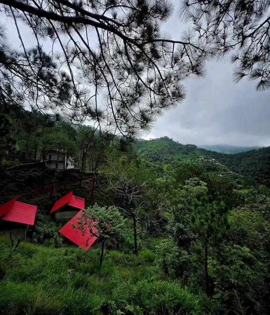Pine Wood Nirvana Jungle Resorts - Miscelánea