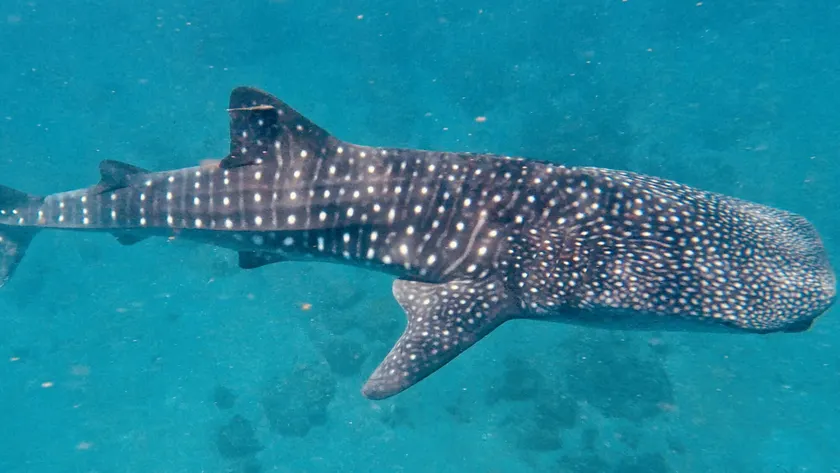 Pintuyan Dive Resort - Image 1