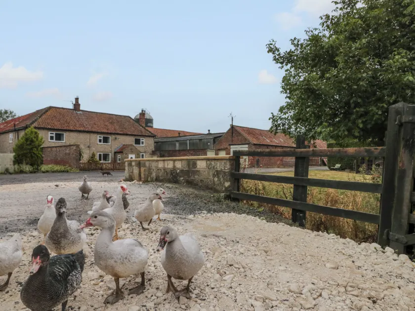 Bellmanear Farm Cottage - Image 1