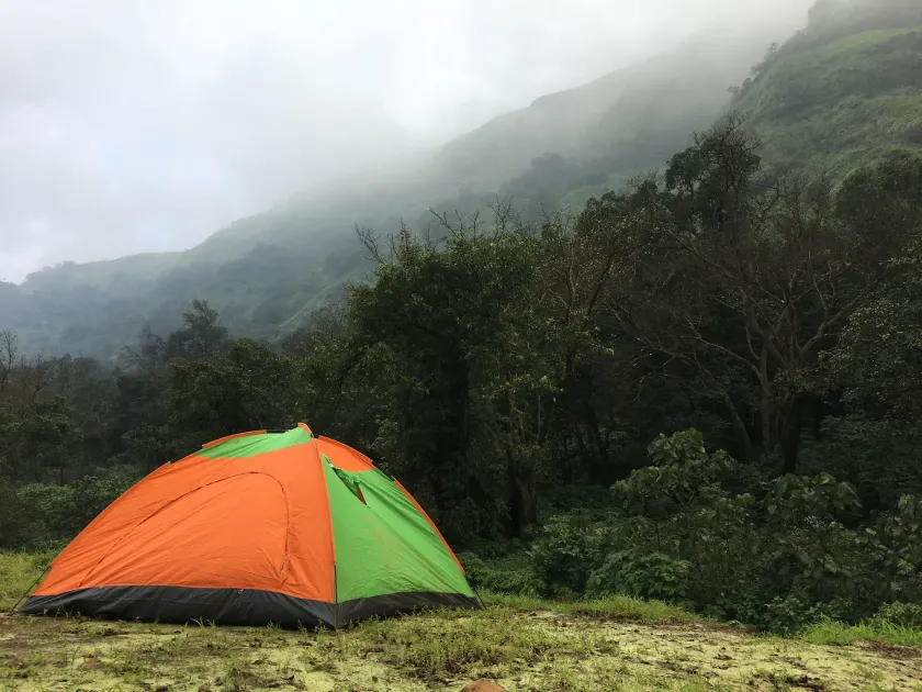 Canary Forest Camping - Image 1