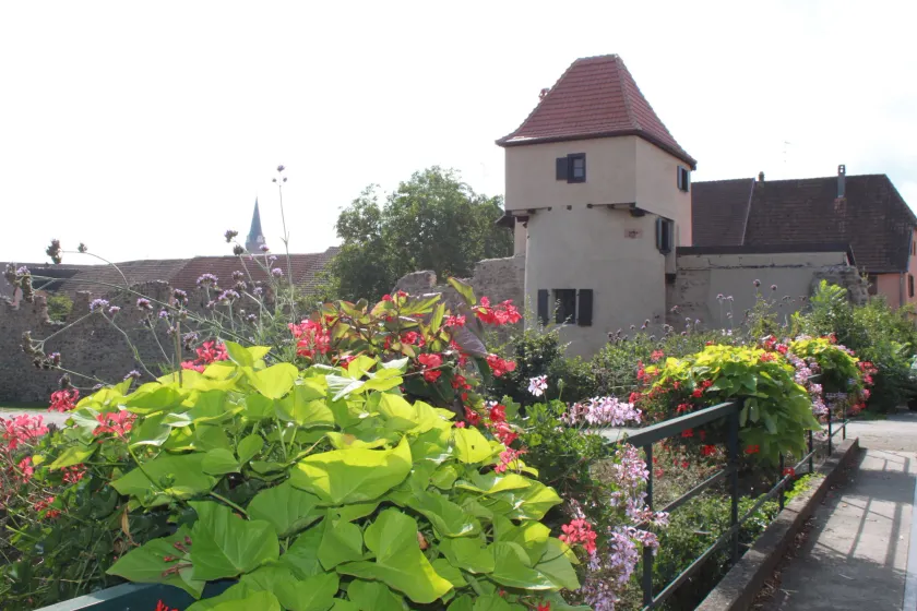 S'Harzala Vert bis - Image 1