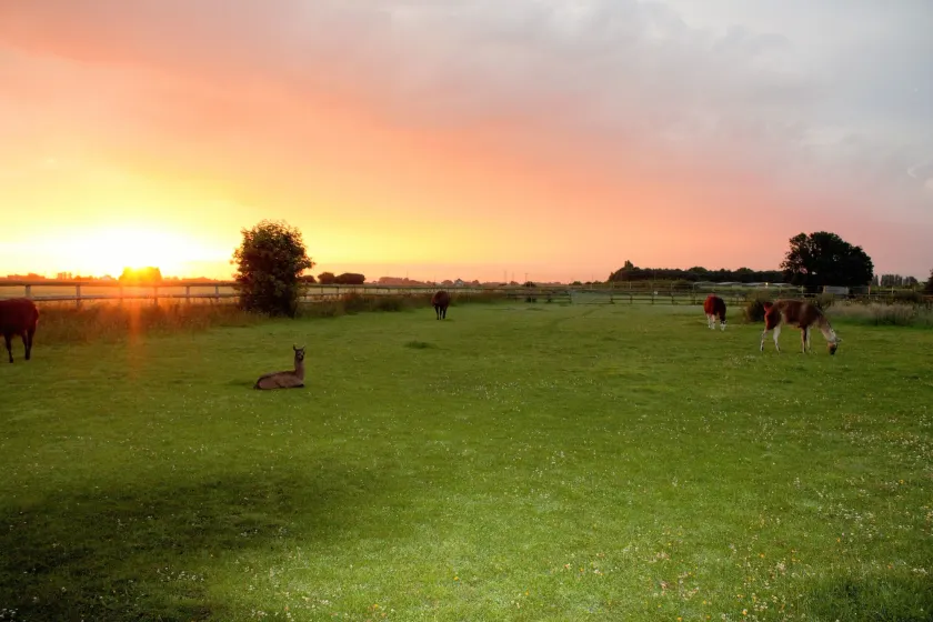 Glamping with Llamas - Image 1