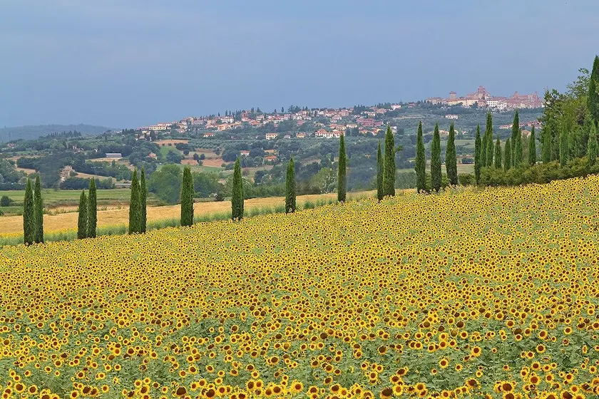 I Girasoli - Image 1
