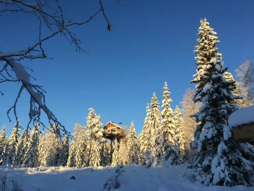Faråsen Luxury Treetop Cabin - Sleep Among the Trees - Image 1