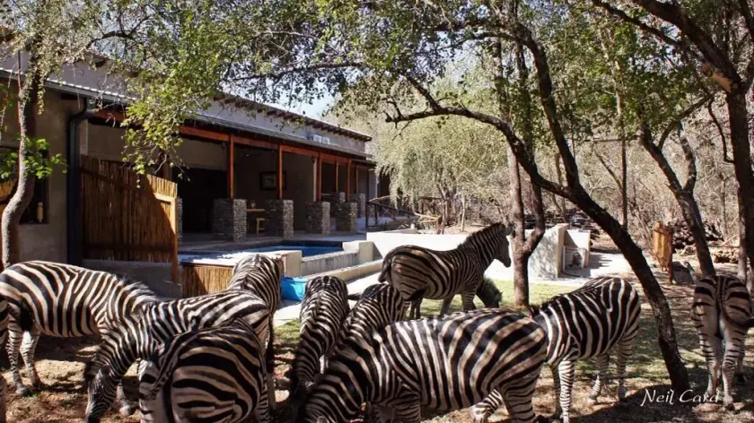 Dream of Africa Bush Lodge - Image 1
