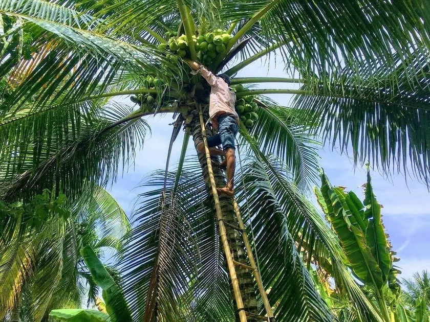 Coco Happy Farm - Image 1