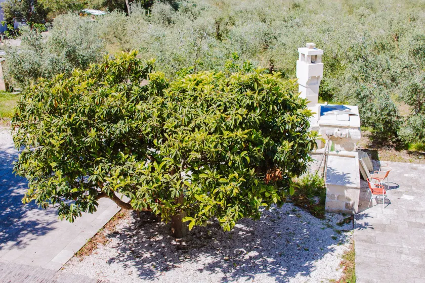 Piccapane Vegan Farm - Image 1
