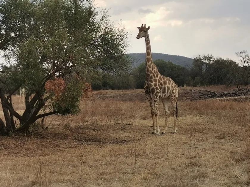 Ou Kraal Tented Lodge - Image 1