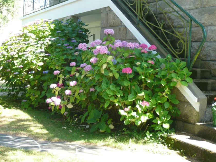 Hydrangeas. House, ground floor. Large garden, enclosed parking area. Near the ocean. - Image 1