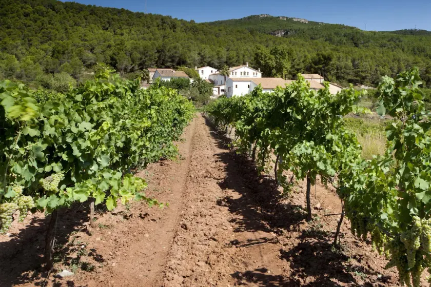 Finca Can Romeu: alojamiento rural entre viñedos - Image 1