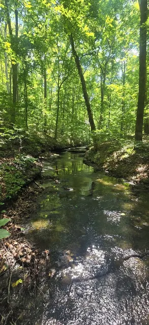 Nature Lovers Paradise- Rustic Cabin on 2 acres with a creek! - Image 1