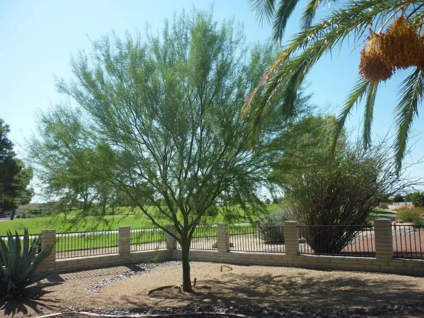 Hiver magique en Arizona - Image 1