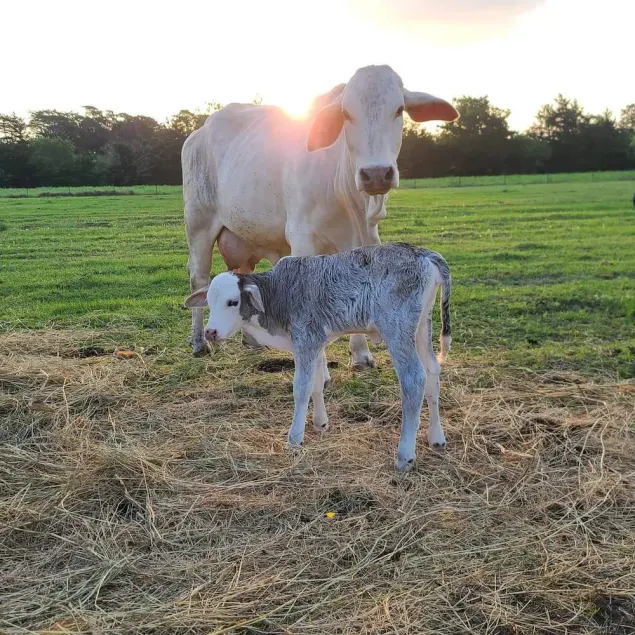 Experience the Texas Country on an Authentic Texas Ranch!  - Image 1