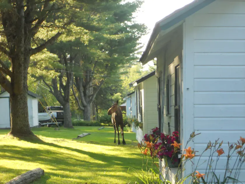 Kelsey's Cottage på Jackson Brook Lake i Brookton Maine - Image 1