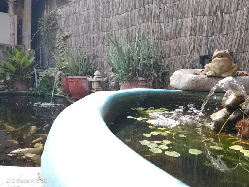 Casa Niwa Koi Entre Peces - Image 1