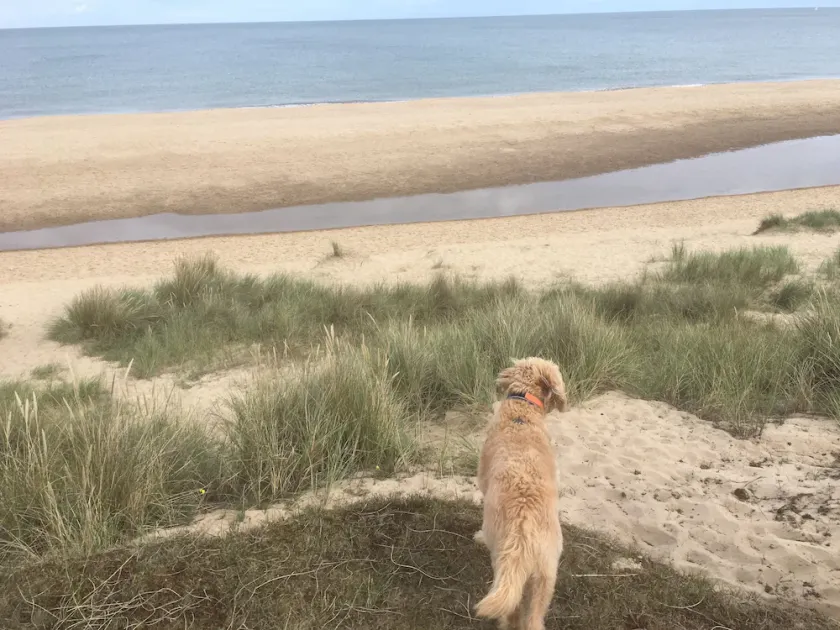 Momentos de cabaña para perros de la hermosa playa de Winterton - Image 1