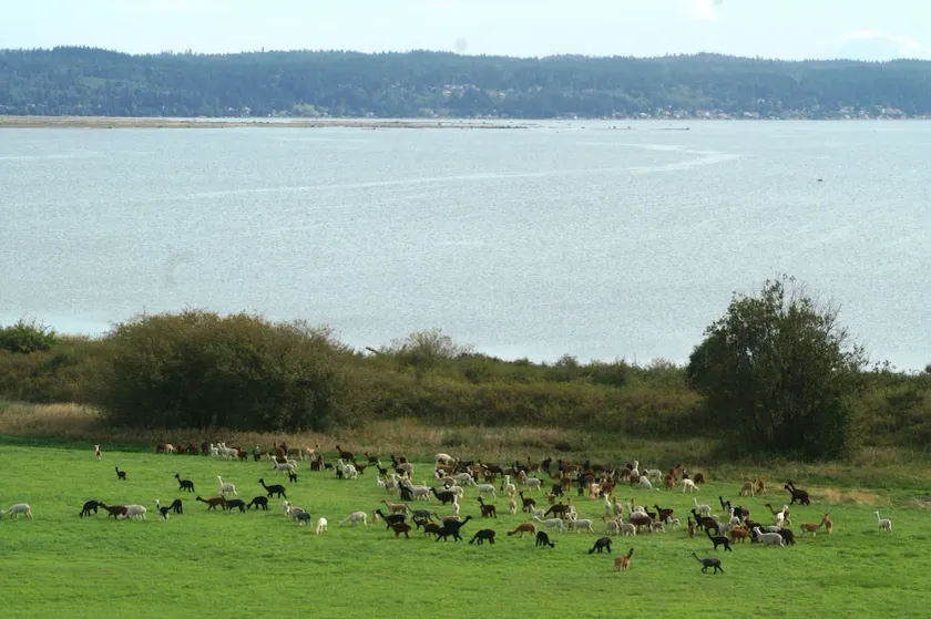 The Alpaca Retreat - Luxury farm house with water view! - Image 1