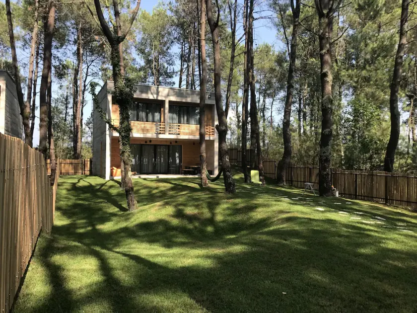Kaprovani Pine Grove - Image 1