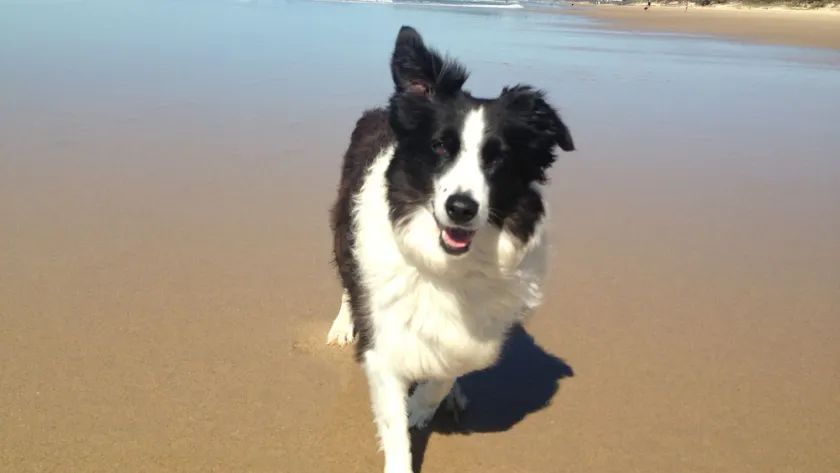 Pillows & Paws Pet Friendly Stays - Image 1