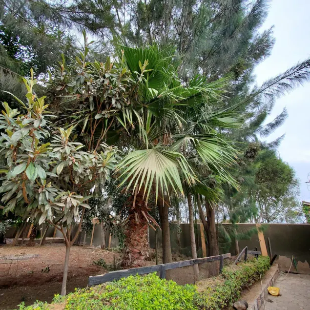 Palm Airport Suites - Image 1