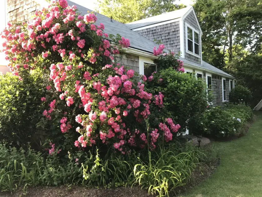 Beachfront Monomoy cottage near Town - Image 1